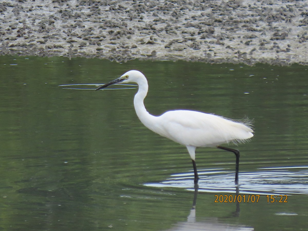 Little Egret - ML618227884