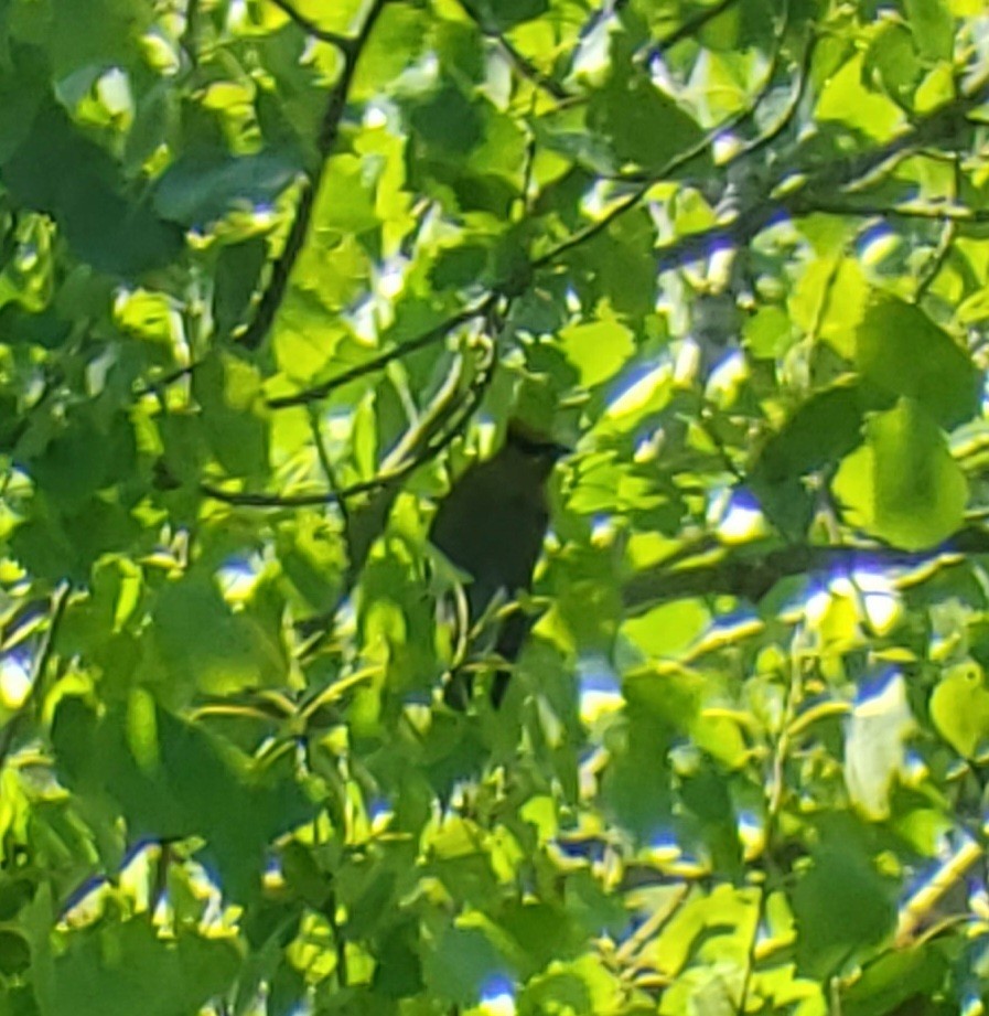 Cedar Waxwing - ML618227894