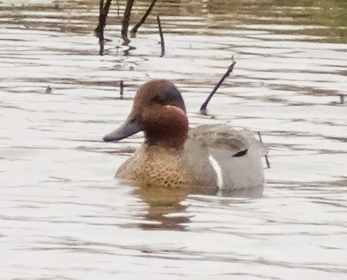 Green-winged Teal - ML618227895