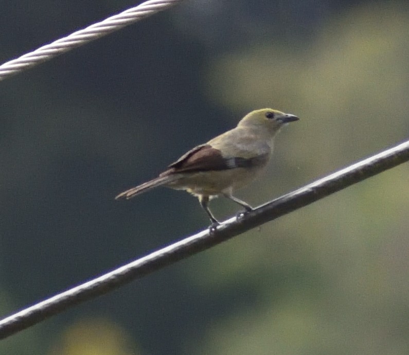 Palm Tanager - Ken Feng