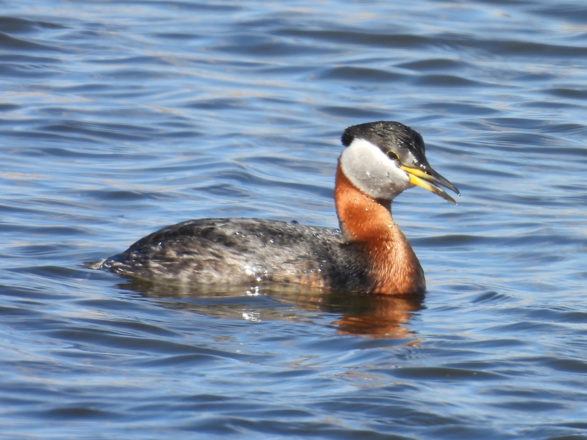 Red-necked Grebe - ML618227900