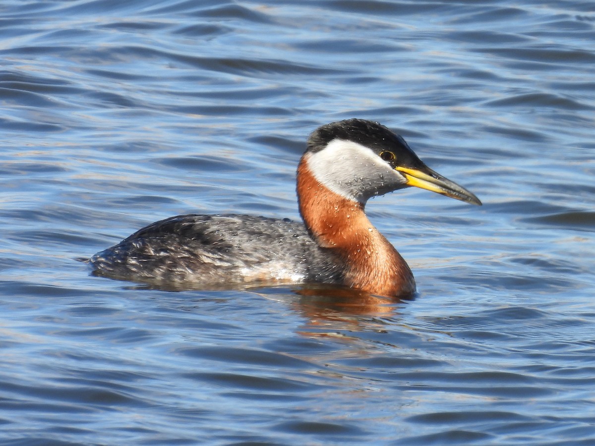 Red-necked Grebe - ML618227901