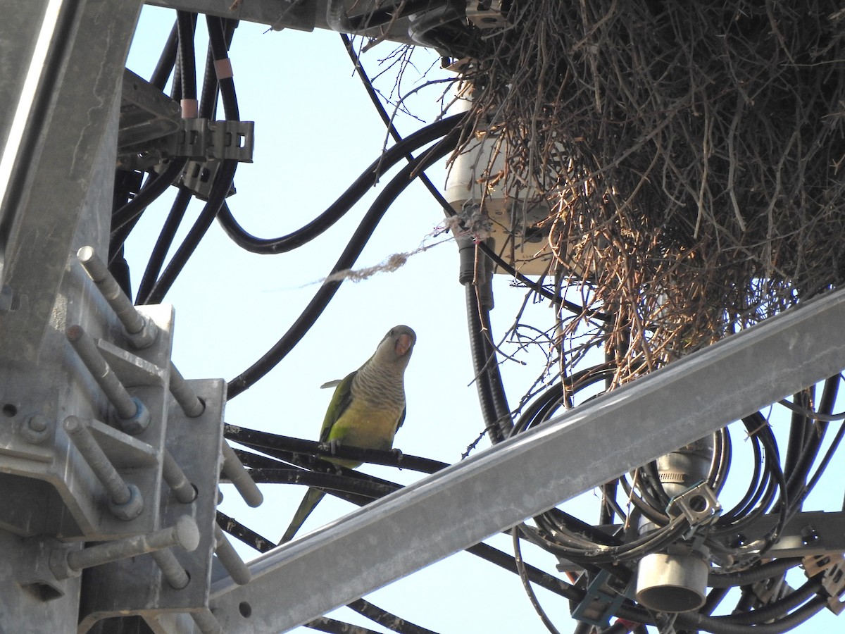 Monk Parakeet - ML618227902