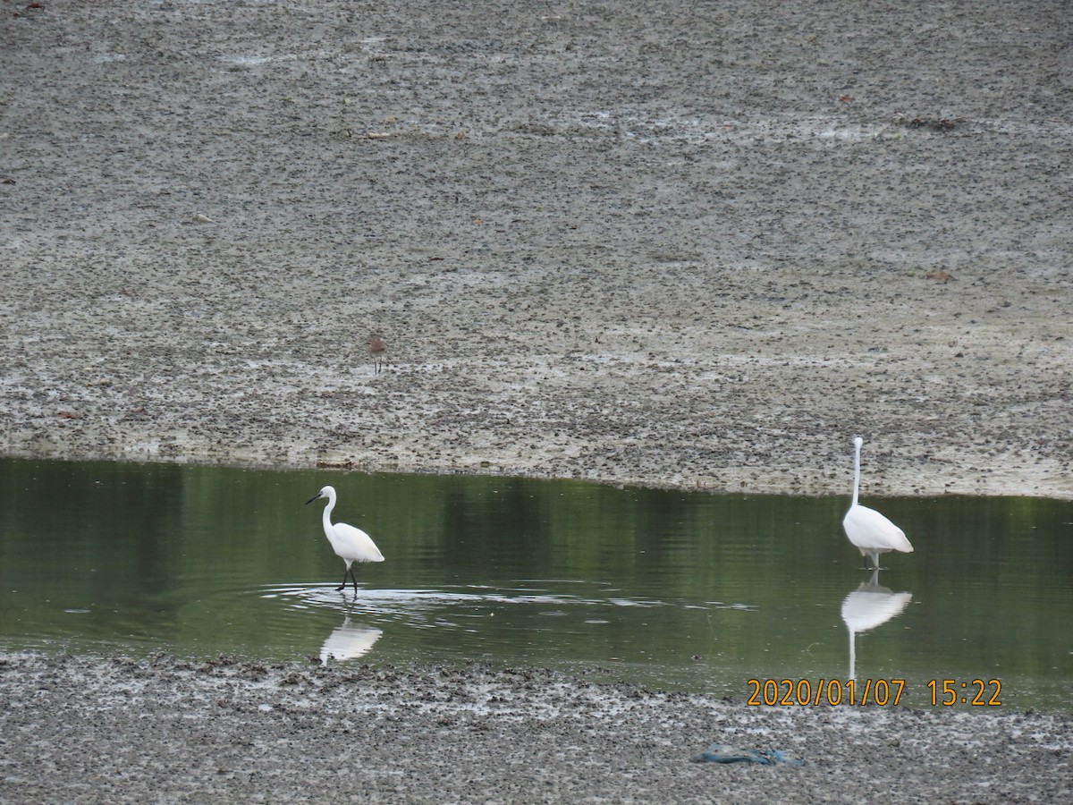 Great Egret - ML618227907