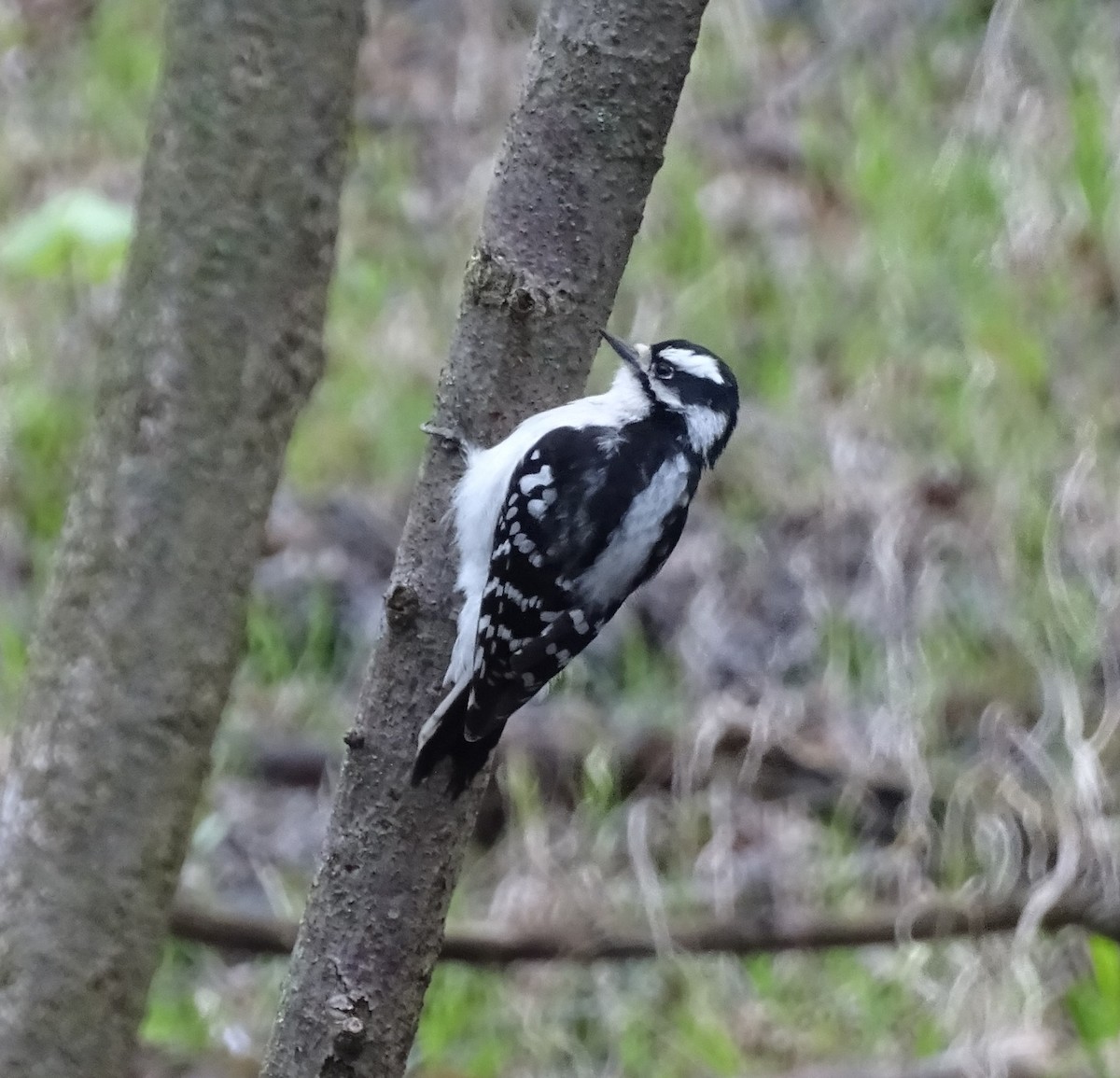 Downy Woodpecker - Mary Ann Henderson