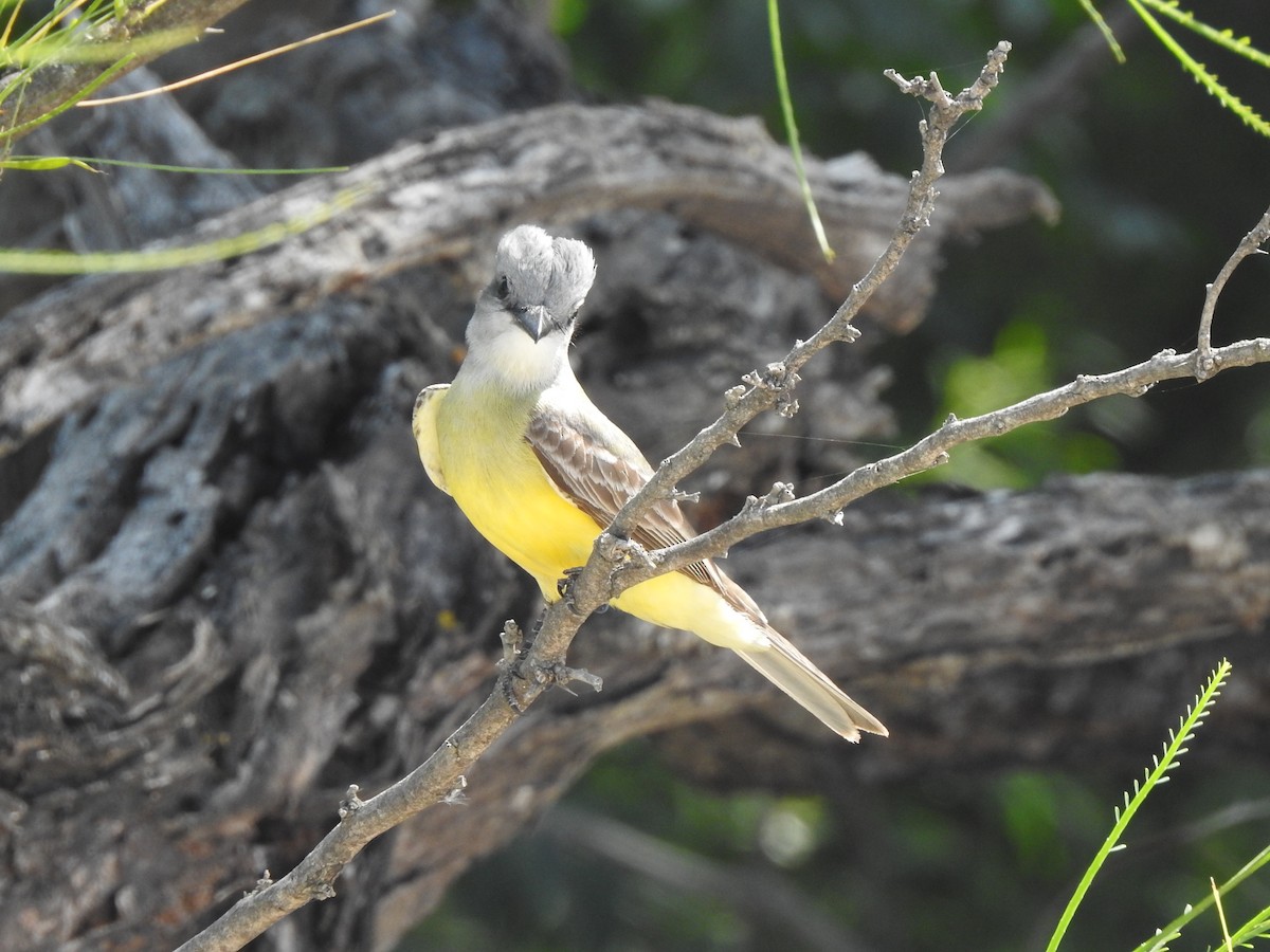 Couch's Kingbird - ML618227910