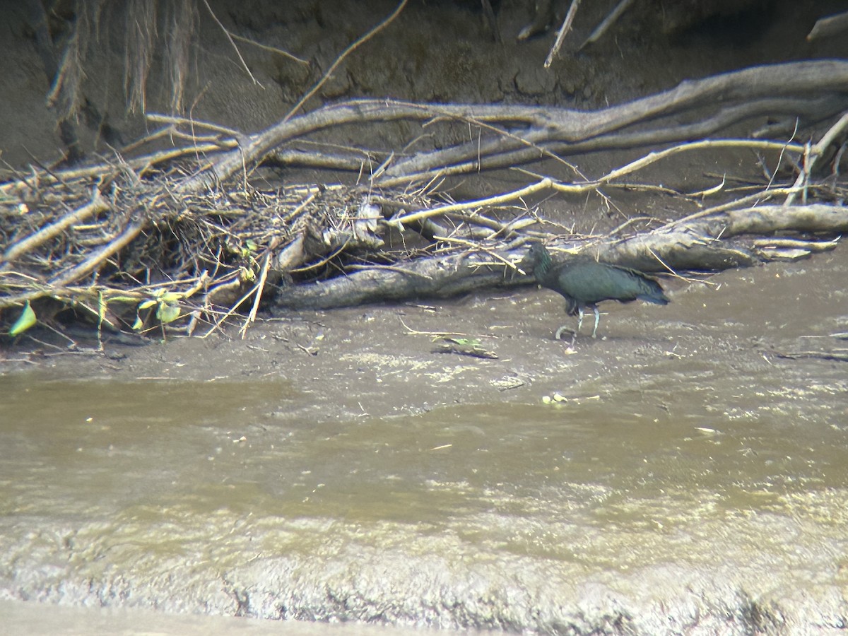 Green Ibis - Santos Molina