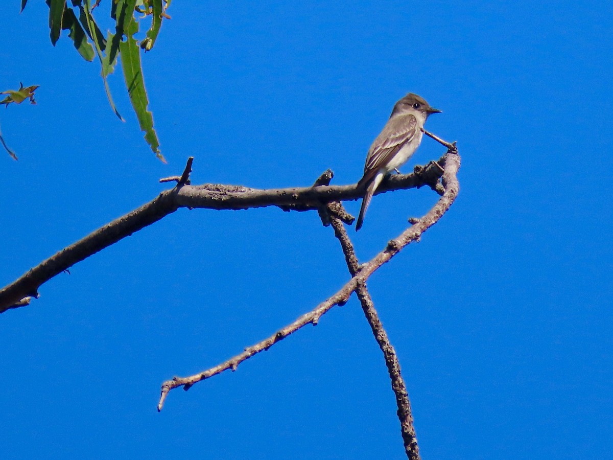 Western Wood-Pewee - Anonymous