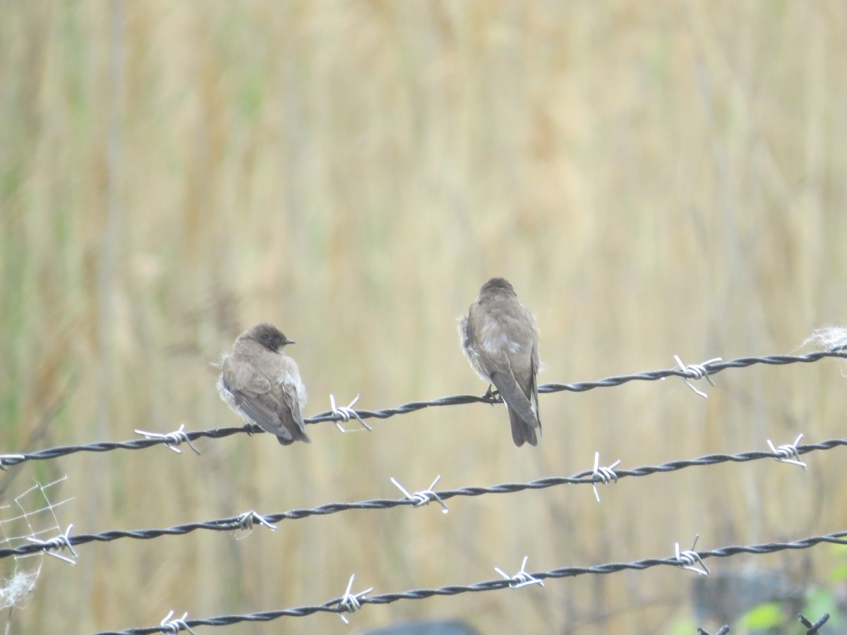 Northern Rough-winged Swallow - Ethan Maynard