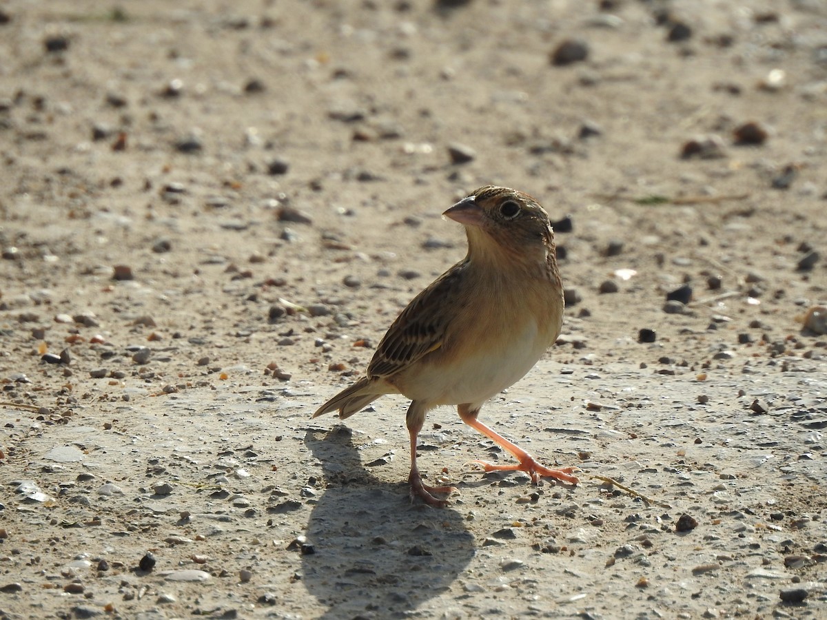 Grasshopper Sparrow - T B