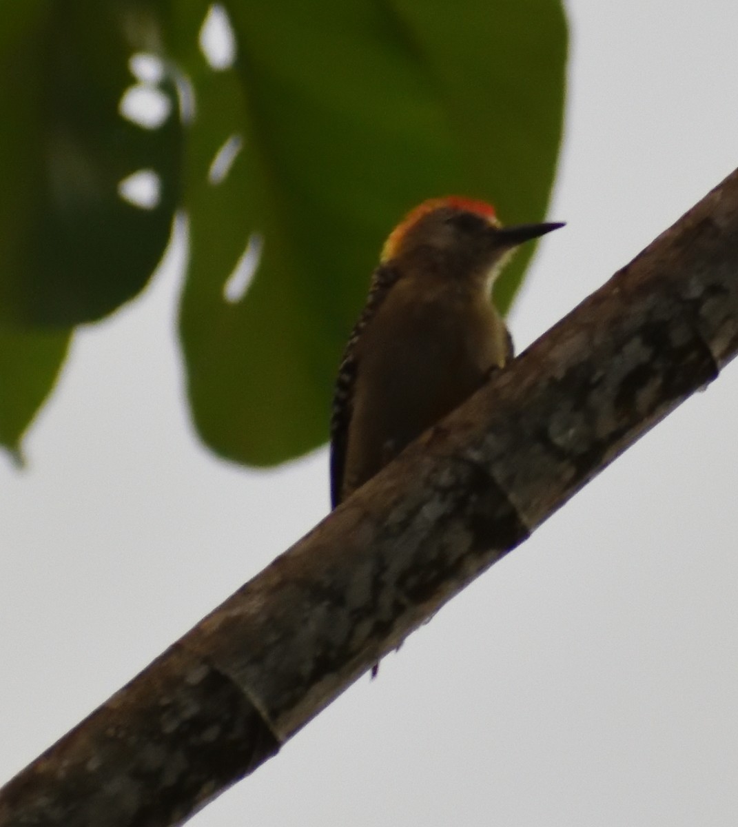 Red-crowned Woodpecker - Ken Feng