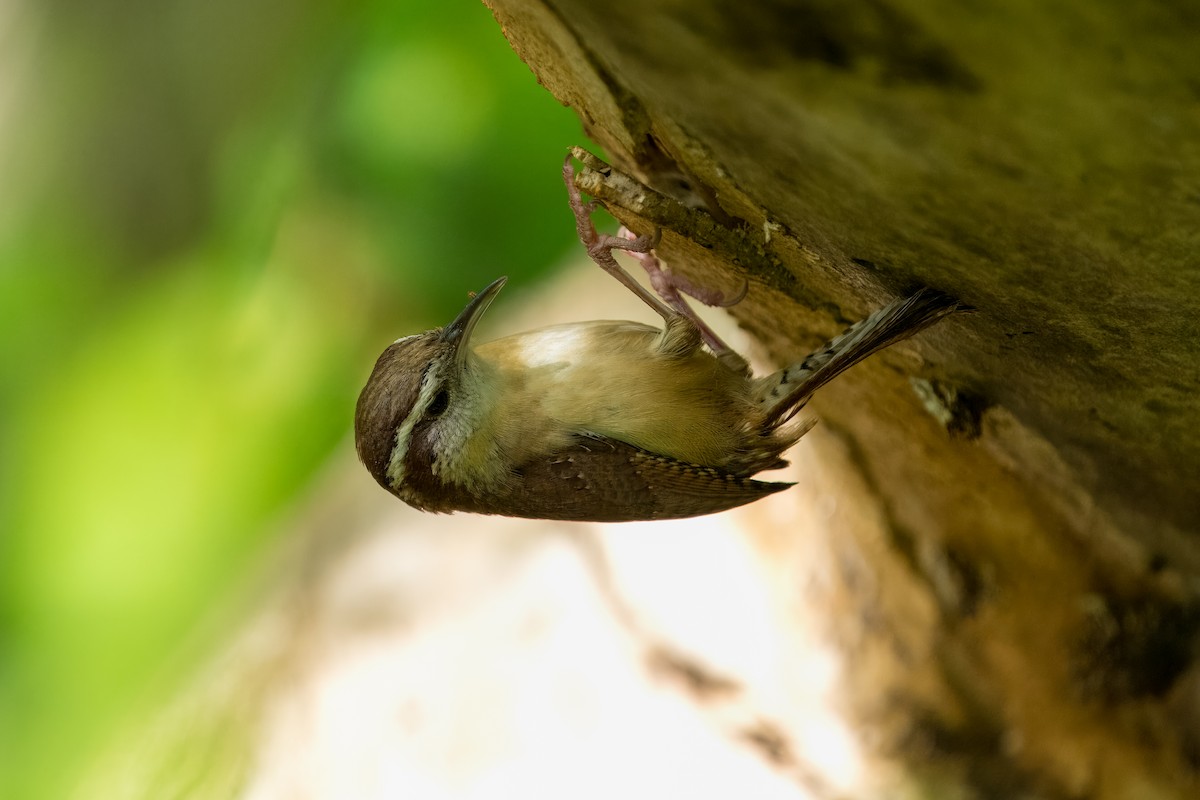 Carolina Wren - Eric Stone