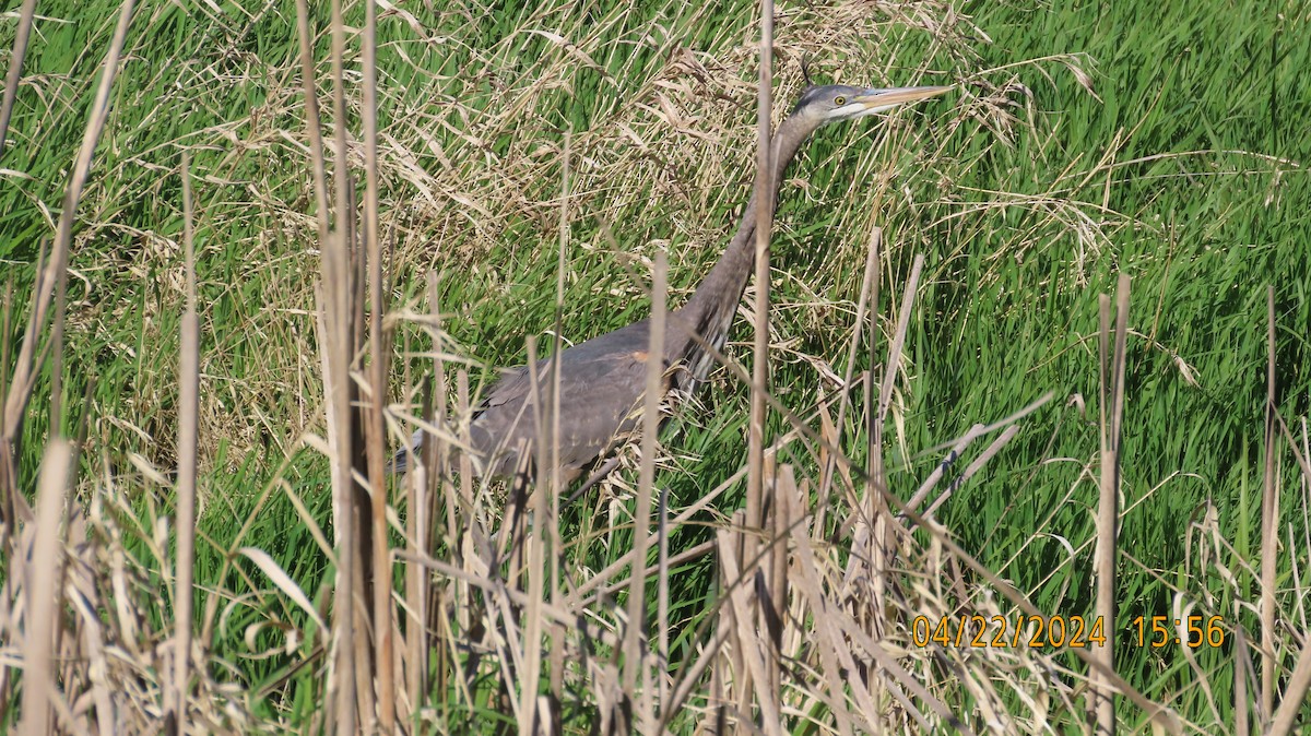 Great Blue Heron - Zehava Purim-Adimor