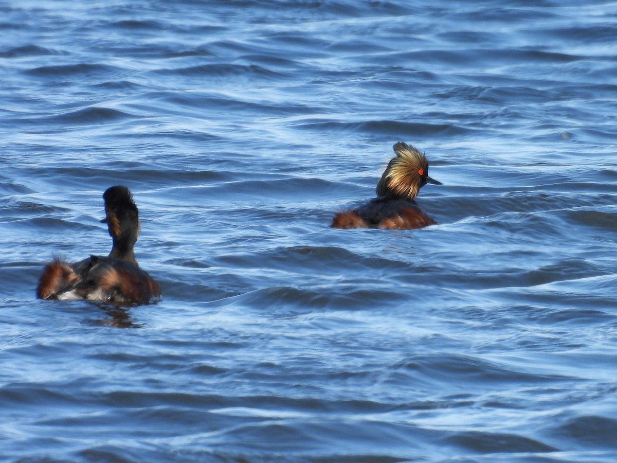 Eared Grebe - Kathryn Hyndman