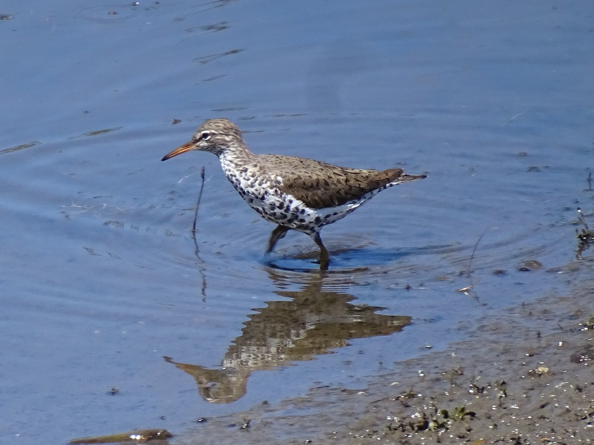 Spotted Sandpiper - ML618227974