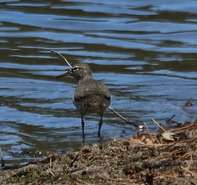 Spotted Sandpiper - Cindy Roach