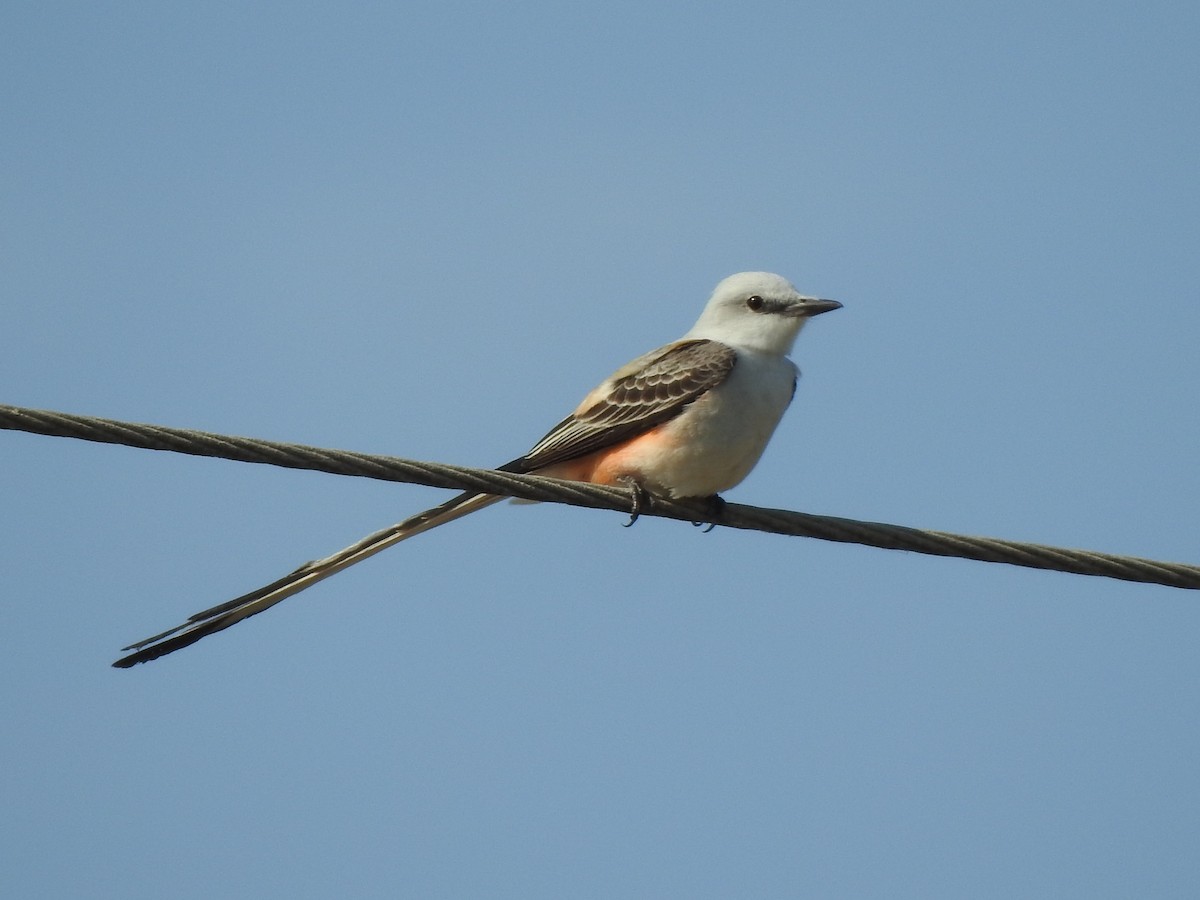 Scissor-tailed Flycatcher - ML618227980