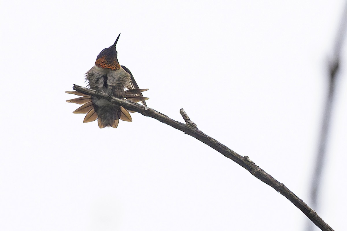 Ruby-throated Hummingbird - Kris Long