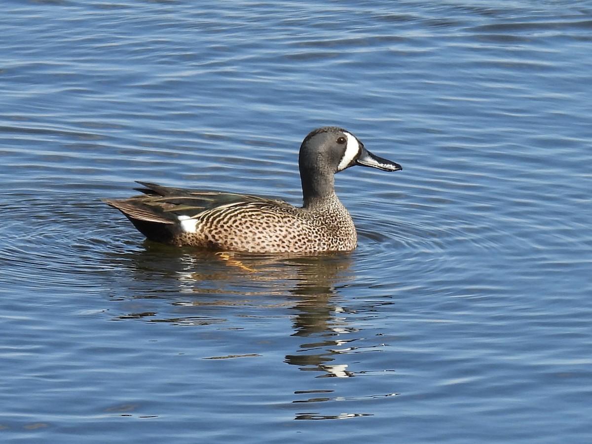 Blue-winged Teal - ML618227984