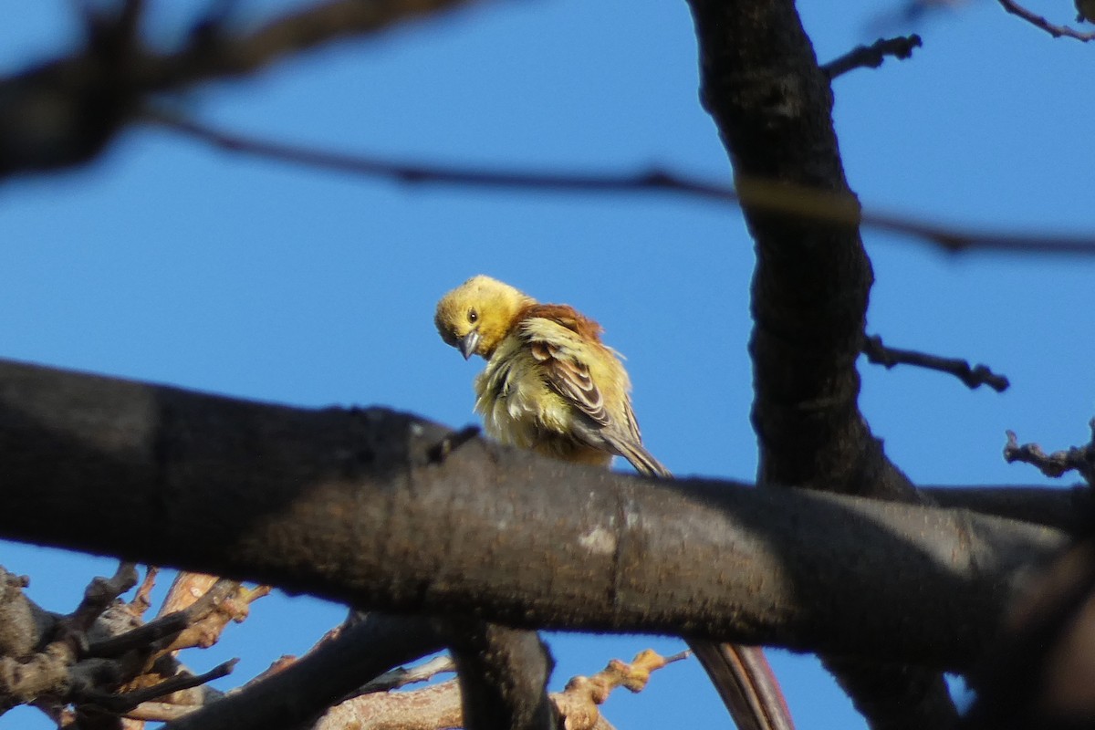 Sudan Golden Sparrow - Xabier Remirez