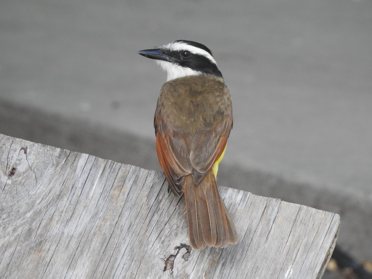 Great Kiskadee - ML618227994