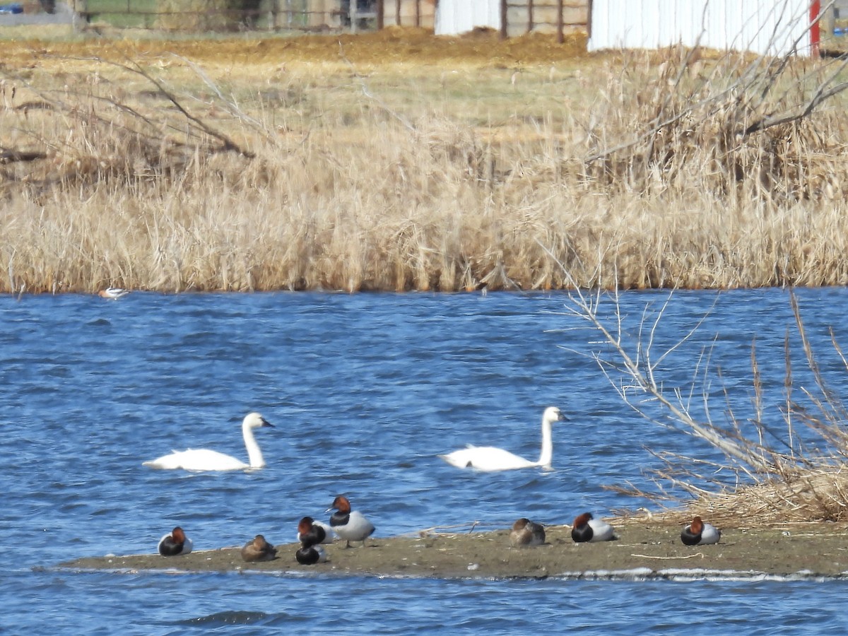 Tundra Swan - Kathryn Hyndman