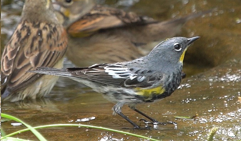 Kronenwaldsänger (Audubonwaldsänger) - ML618228005