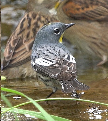 Yellow-rumped Warbler (Audubon's) - ML618228006