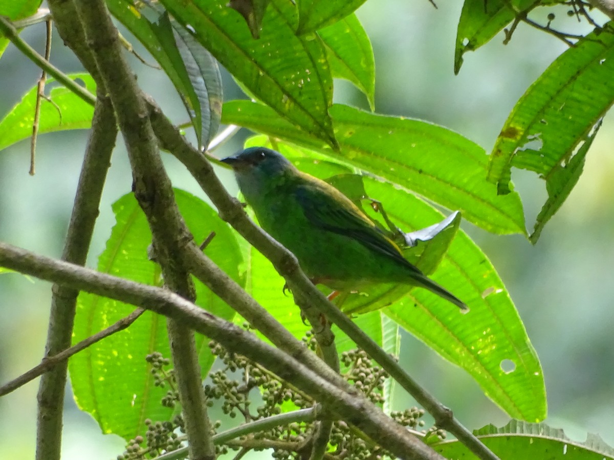 Blue Dacnis - Kevin Borja