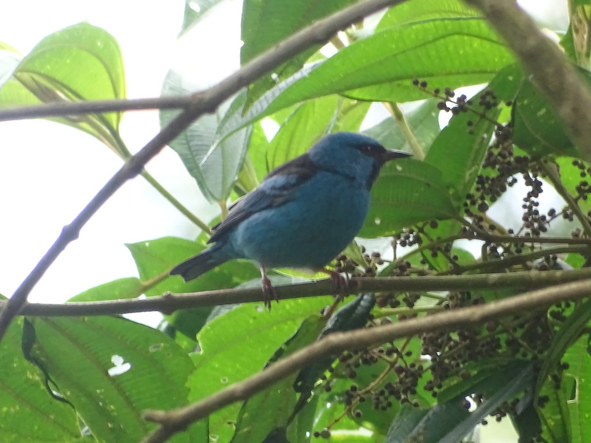 Blue Dacnis - Kevin Borja