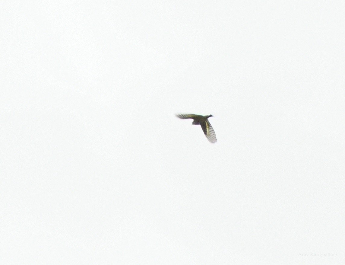 Pine Siskin - Arav and Aranya Karighattam