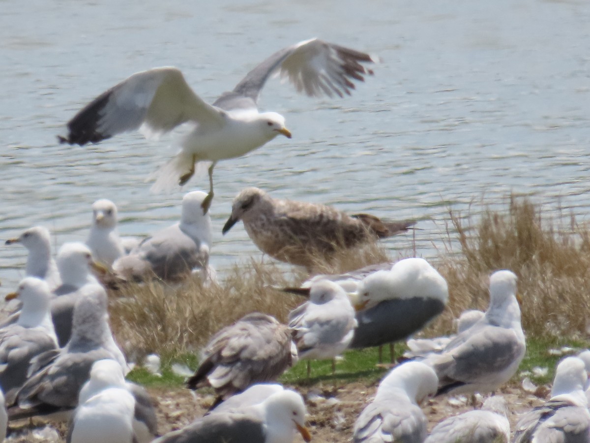 Lesser Black-backed Gull - ML618228033