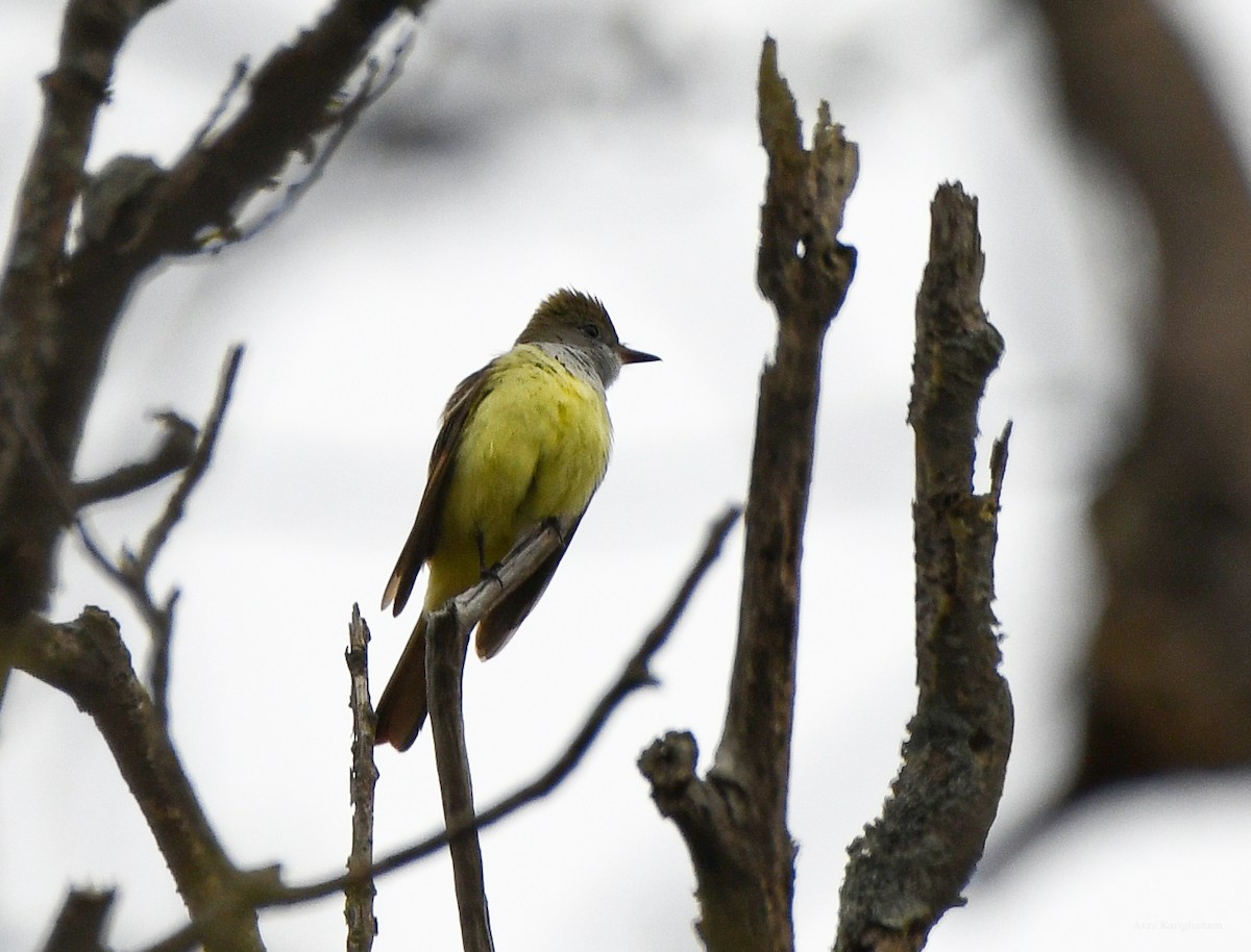 Great Crested Flycatcher - ML618228037