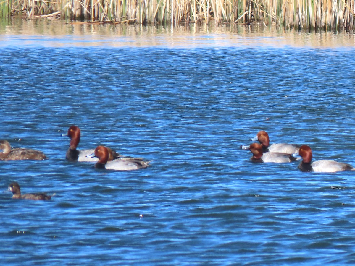 Redhead - Bob Hargis