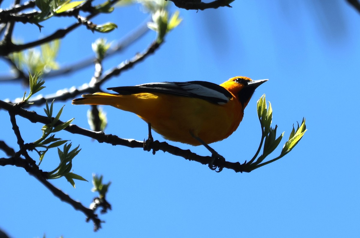 Bullock's Oriole - Cindy Roach