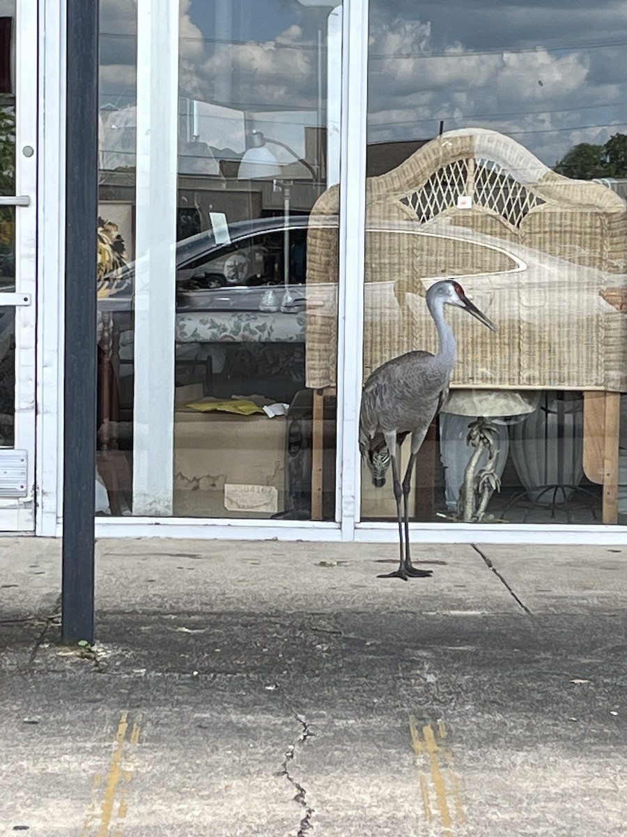 Sandhill Crane - ML618228049