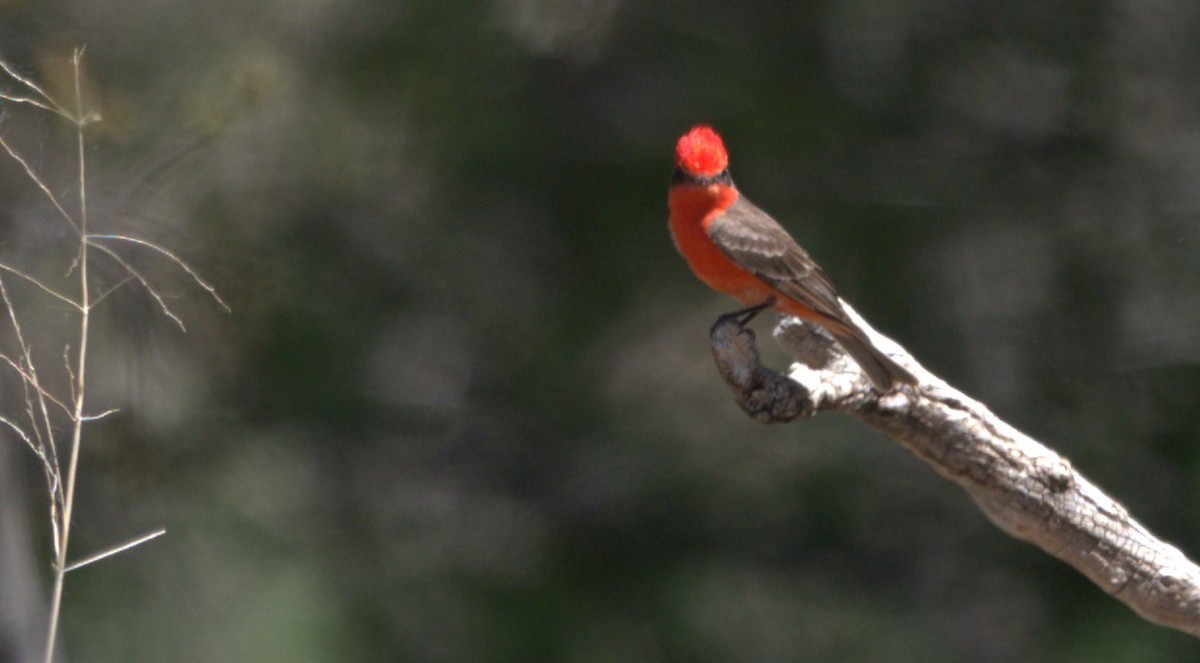 Vermilion Flycatcher - Daniel Richards