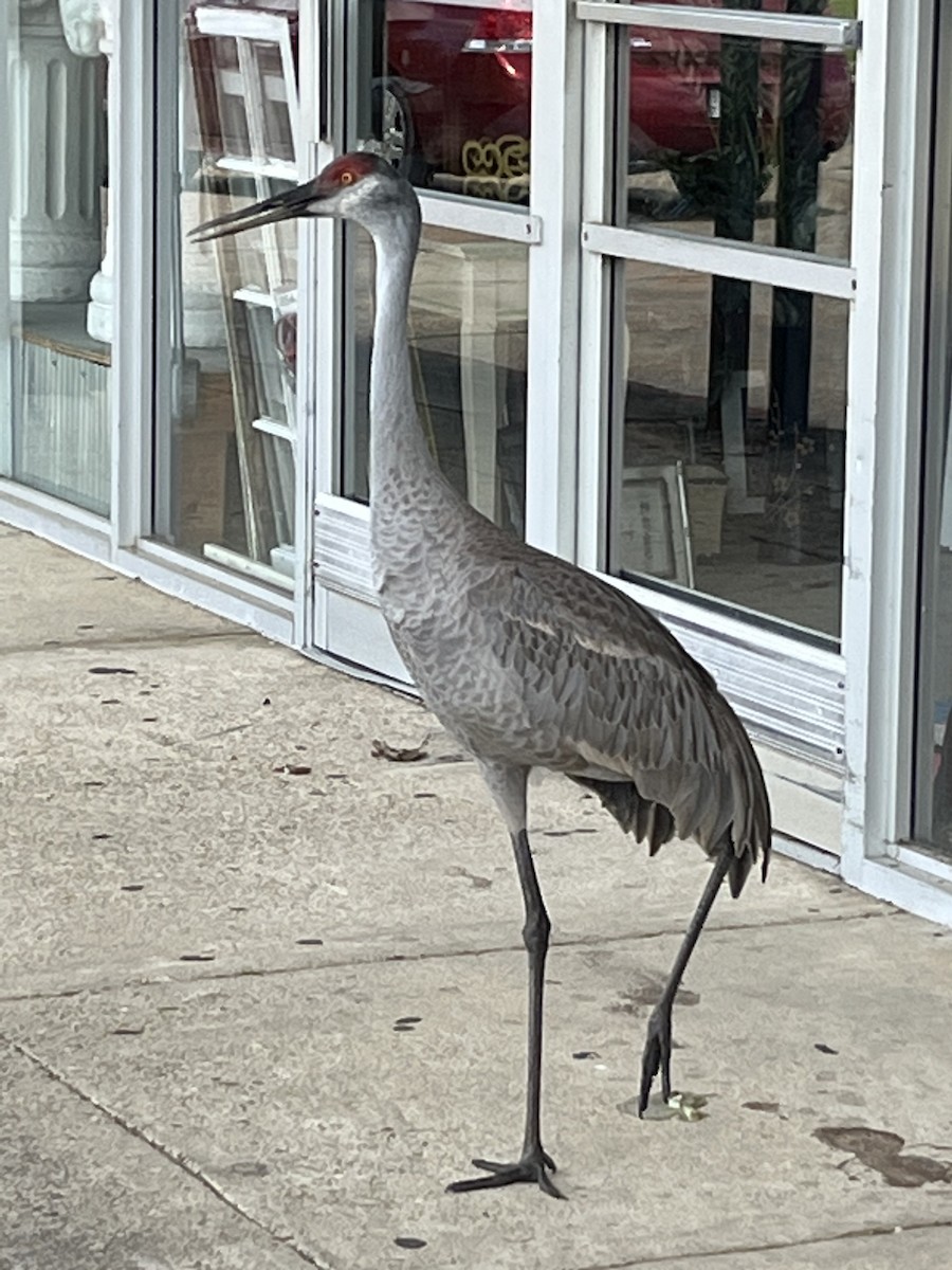 Sandhill Crane - ML618228051