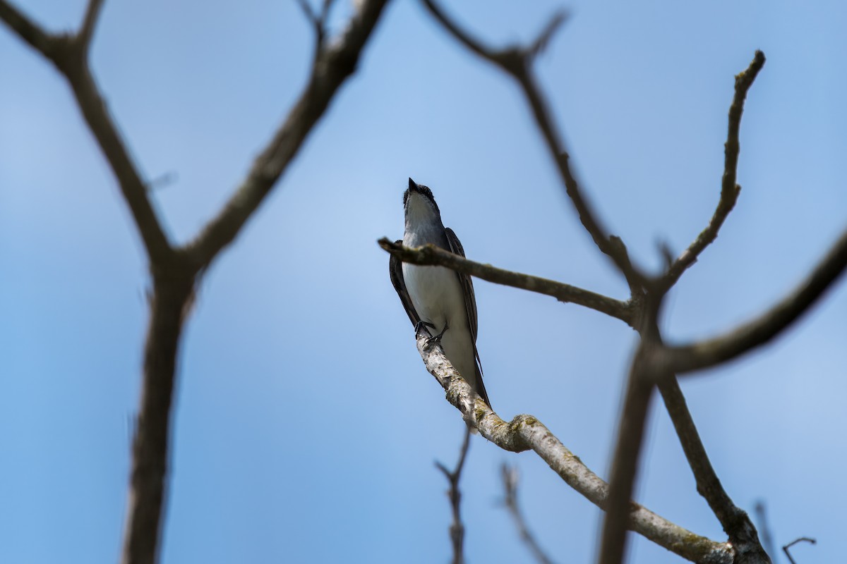 Eastern Kingbird - Eric Stone