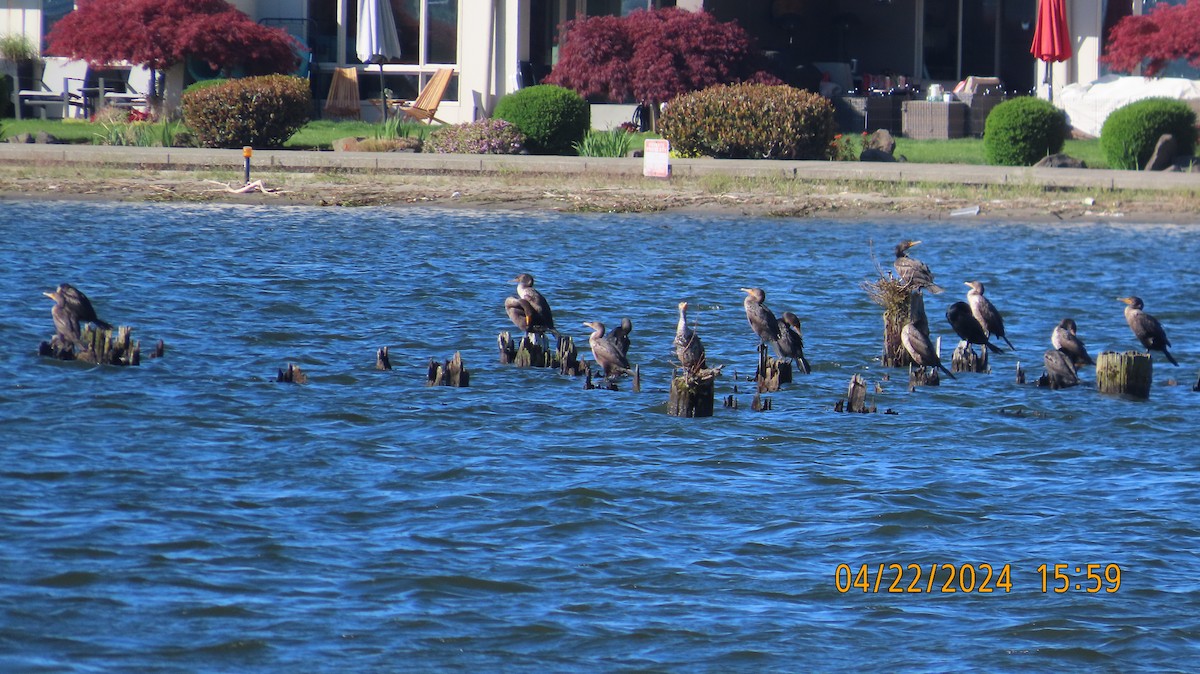 Double-crested Cormorant - Zehava Purim-Adimor