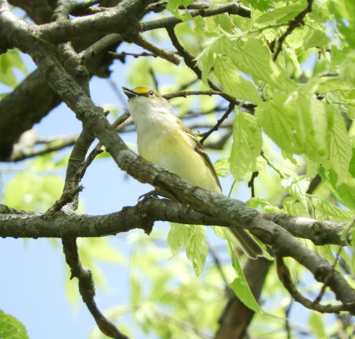 White-eyed Vireo - Becky Kitto