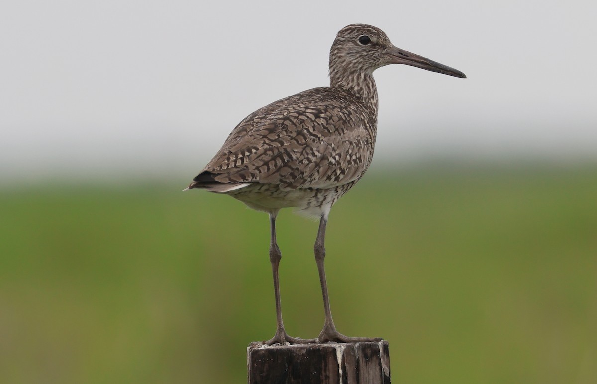 Willet - ML618228090