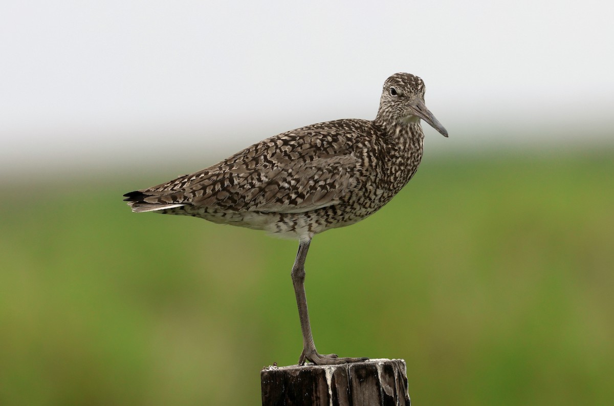 Willet - ML618228108