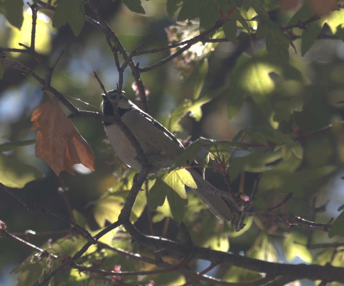 Bridled Titmouse - Daniel Richards