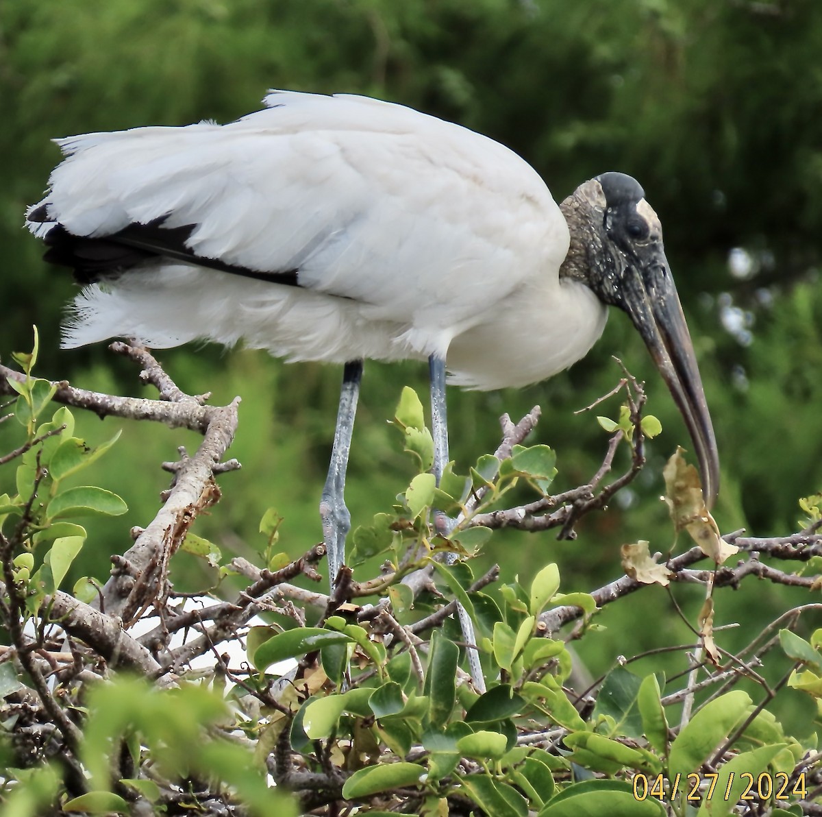 Wood Stork - Rod MacKenzie