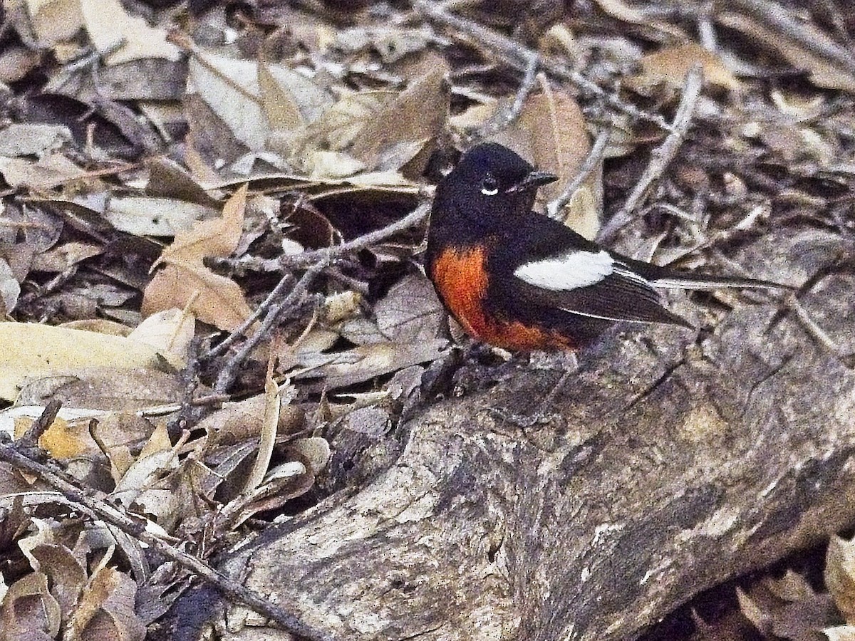 Painted Redstart - Daniel Richards