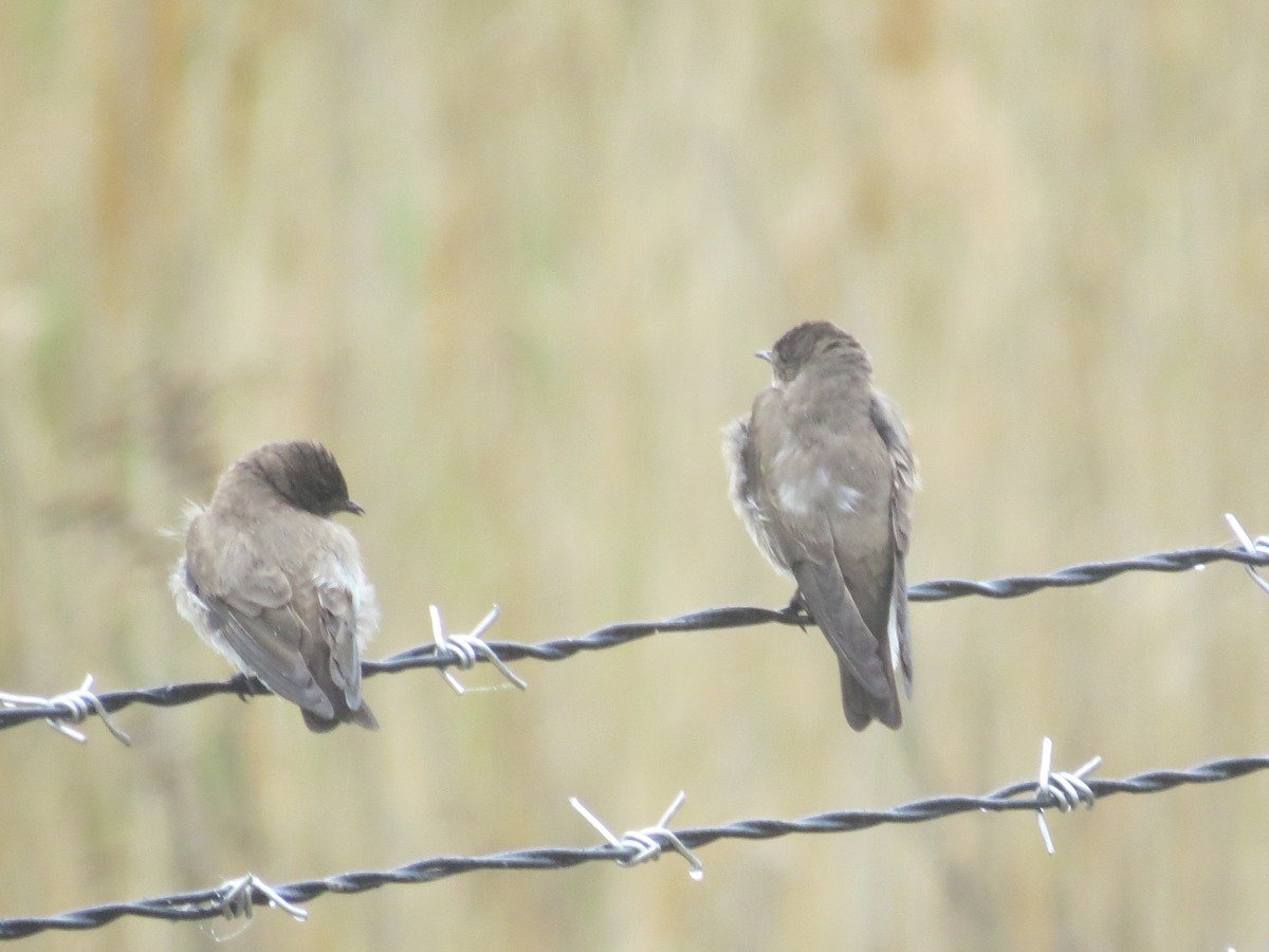 Northern Rough-winged Swallow - Ethan Maynard