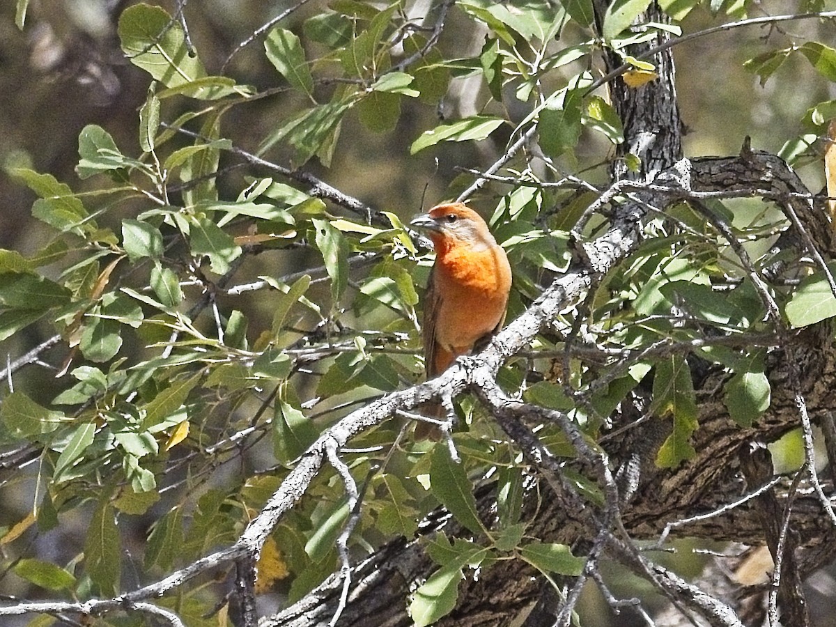 Hepatic Tanager - Daniel Richards