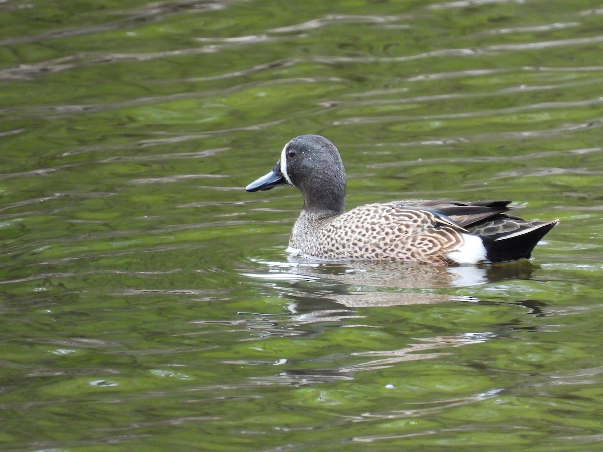 Blue-winged Teal - Michael W. Sack