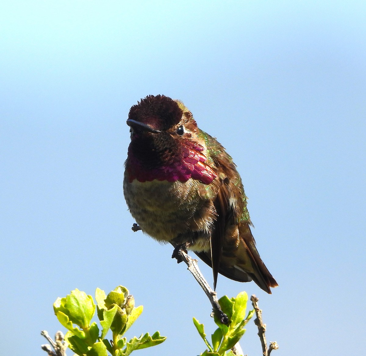 Anna's Hummingbird - Lynn Scarlett